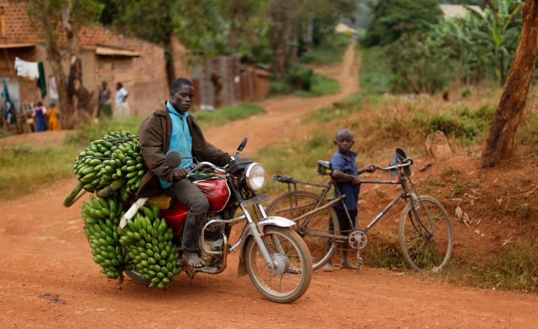 A Ugandan man carries bunches of matoke, or unsweet bananas, to market in the village of Lwamaggwa, near Masaka, in Uganda