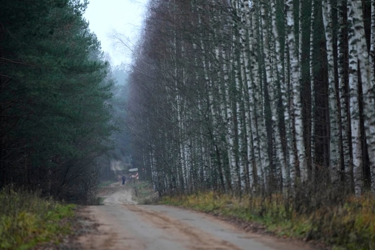 Birch trees at the Polish-Belarusian border