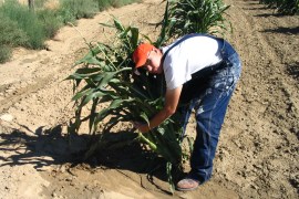A Hopi farmer picks a corn bundle