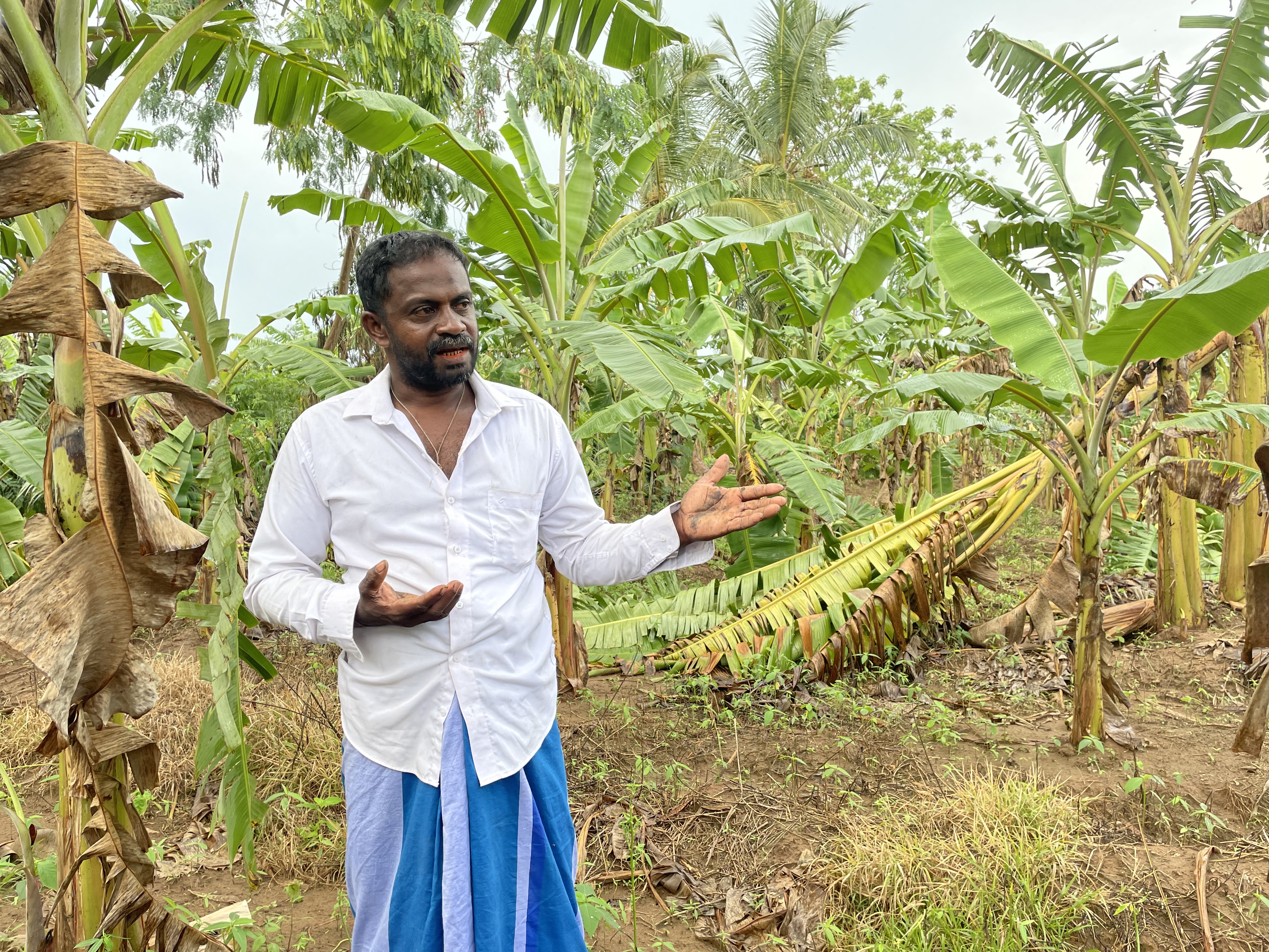 aljazeera.com - Zaheena Rasheed - Sri Lanka faces 'man-made' food crisis as farmers stop planting