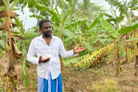 Mahinda Samarawickrema says his banana crop may fail because of a lack of chemical fertilisers [Zaheena Rasheed/ Al Jazeera]