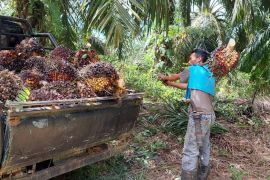 palm fruit farmer, Indonesia