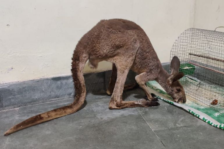 Smuggled kangaroos leave Indian forestry officials mystified | Business and  Economy News | Al Jazeera