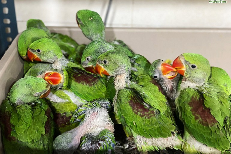 Несколько спасенных молодых попугаев