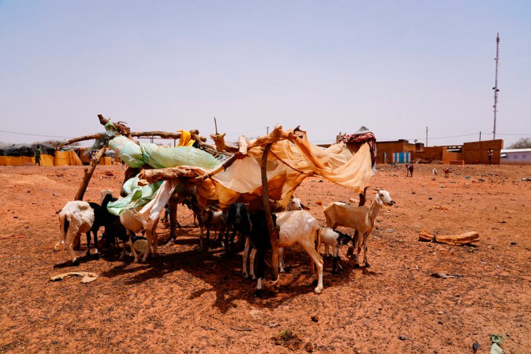 Livestock seek shade in Djibo, Burkina Faso