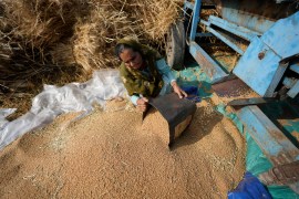 A woman sorts wheat harvested on the outskirts of Jammu, India on April 28, 2022. India is in the throes of a record-shattering heat wave that is stunting wheat production [File photo: Channi Anand/AP]