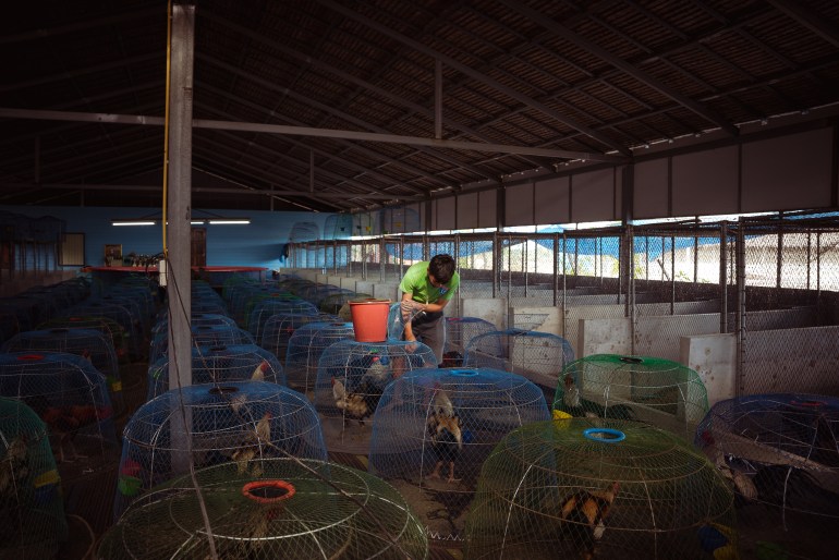 Une large vue sur l'enceinte couverte de coqs à Bird's Farm avec un ouvrier agricole dans une chemise orange nourrit les oiseaux logés sous des cages en forme de dôme