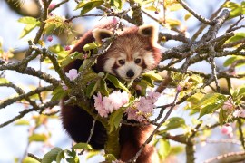 A red panda is pictured perched among cherry blossoms