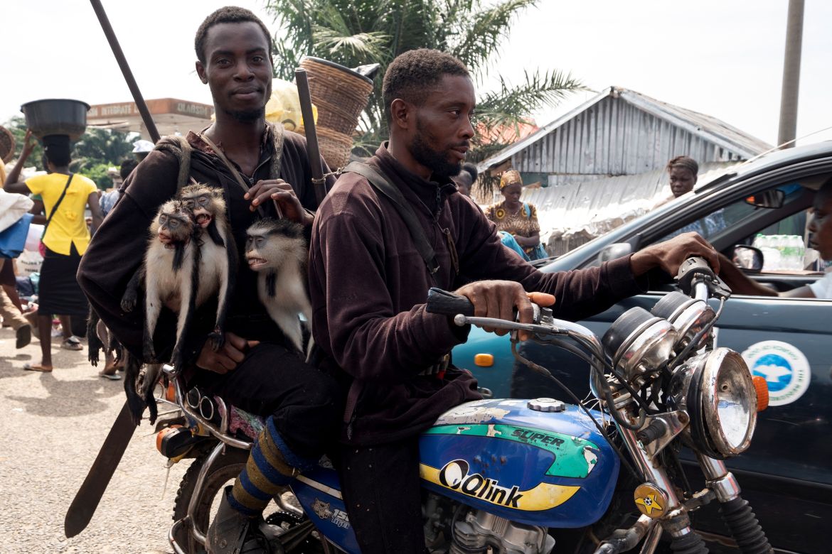 Hunters carry monkeys they have just killed in the forest in Ipare, Ondo State, Nigeria