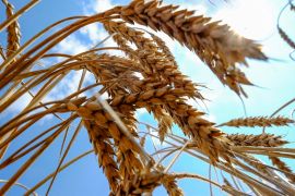 Wheat is seen in a field near the southern Ukranian city of Nikolaev [File Photo: REUTERS/Vincent Mundy]