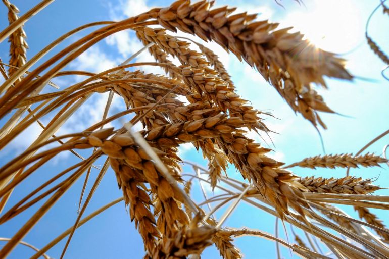 Wheat is seen in a field near the southern Ukranian city of Nikolaev