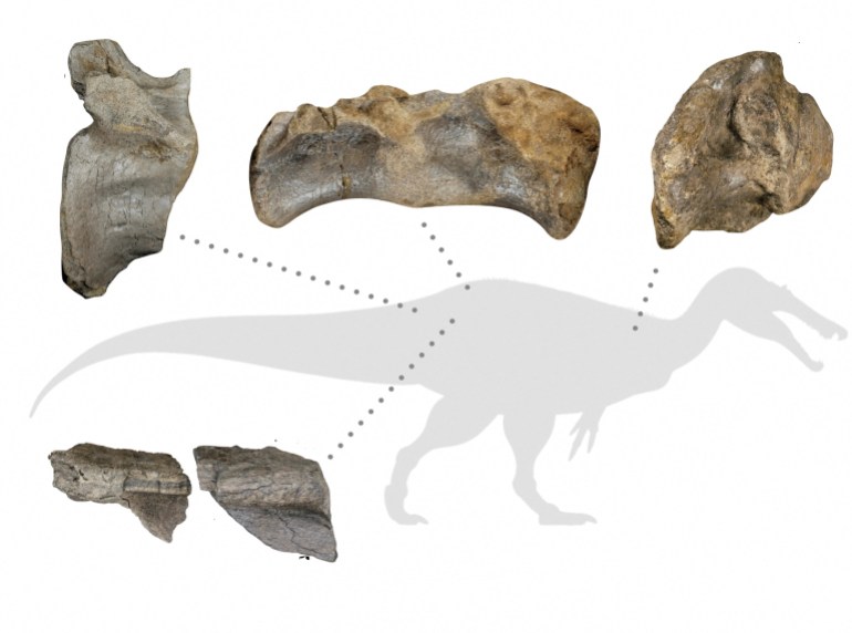 A diagram shows fossil remains of a meat-eating dinosaur dubbed the "White Rock spinosaurid"