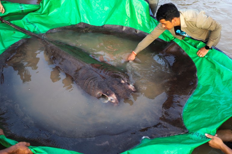 The world's biggest freshwater fish, a giant stingray, that weighs almost 300 kilgrammes or 661 pounds.
