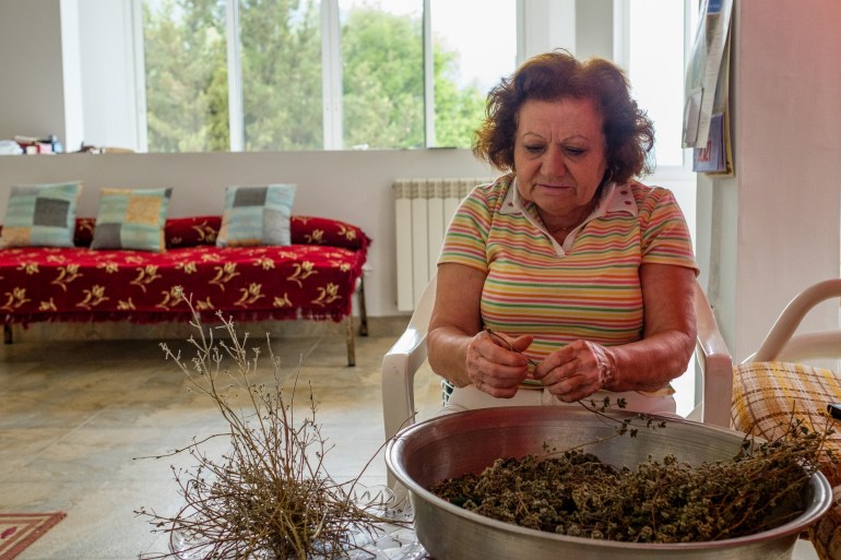 Salma Moussa, 72, removes the dried zaatar leaves from the stalks