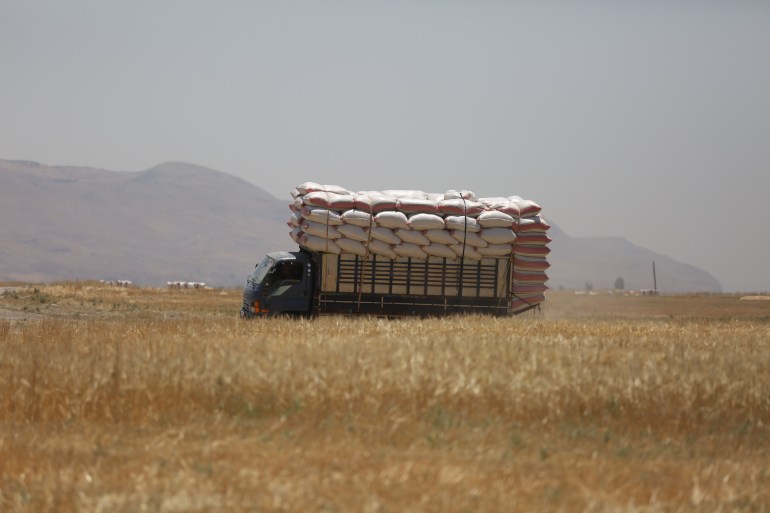A truck loaded with sacks of grain in the middle of a wheat field