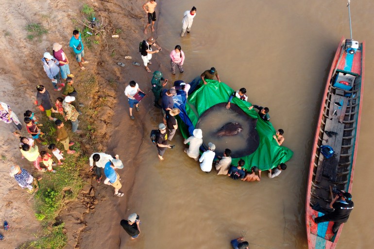 Villagers watch as a team of Cambodian and American scientists and researchers, along with Fisheries Administration officials prepare to release a giant freshwater stingray back into the Mekong River in Stung Treng province, Cambodia