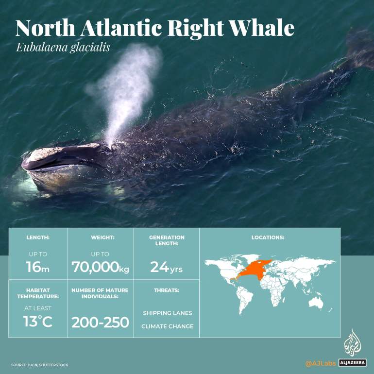 互动_世界海洋日_严重濒危海洋生物_北大西洋露脊鲸