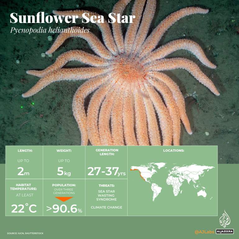 INTERACTIVE_Dünya Okyanuslar Günü_Kritik Olarak Tehlike Altındaki Deniz Yaşamı_SunflowerSeaStar