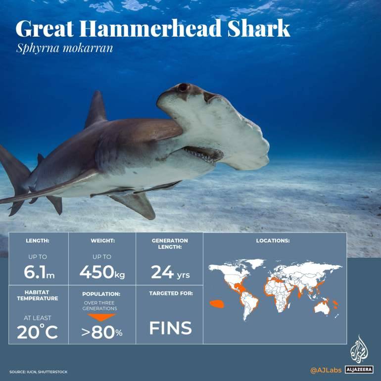 INTERACTIVE_World Oceans Day_Revised_GreatHammerhead
