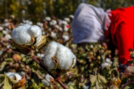 Xinjiang cotton