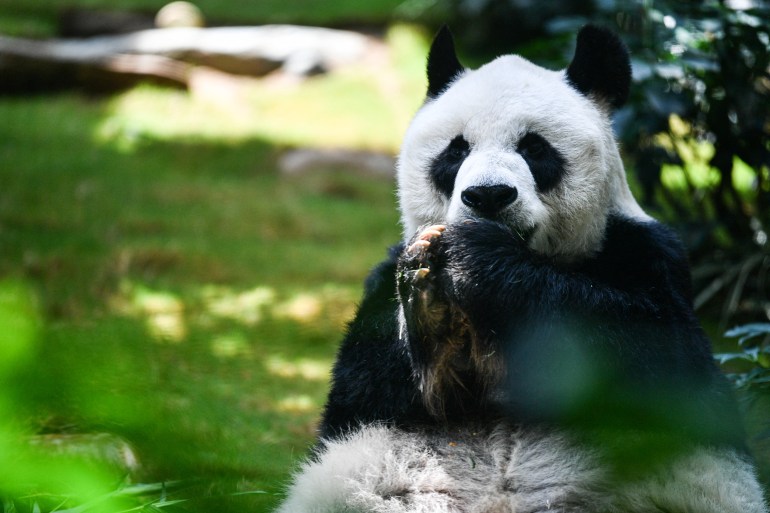Panda An An seen munching on bamboo at Ocean Park in Hong Kong, China.