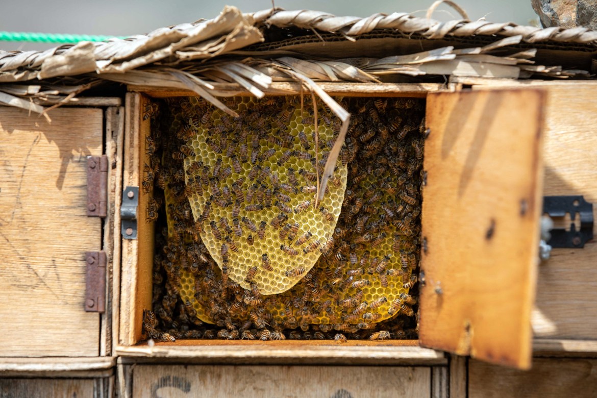 Bees work on honeycombs inside a beehive