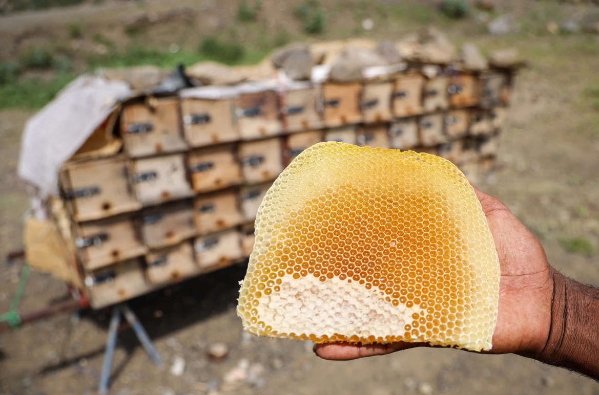 A Yemeni beekeeper shows a honeycomb at a farm