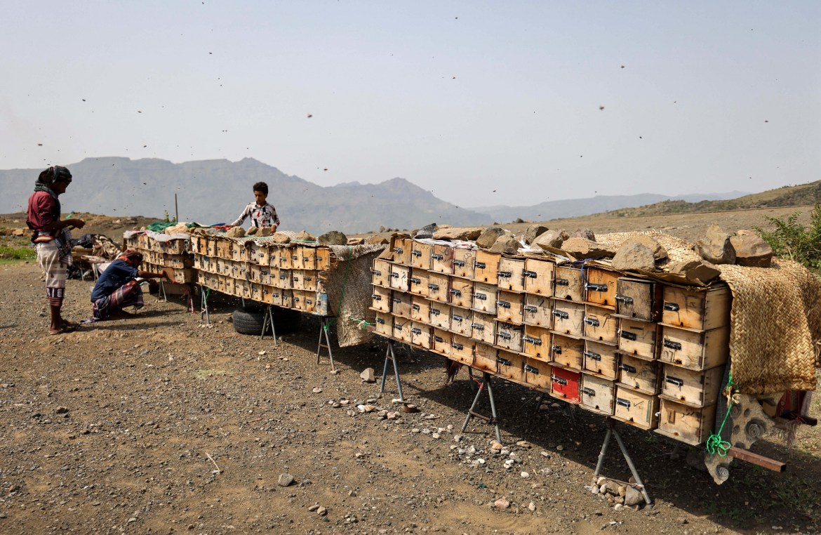 Yemeni beekeepers check beehives at a farm in Yemen