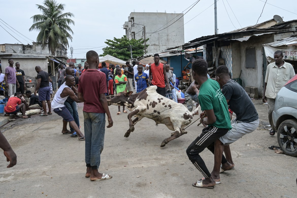 Young Muslim men prepare to slaughter an ox after Eid al-Adha prayers in Adjame