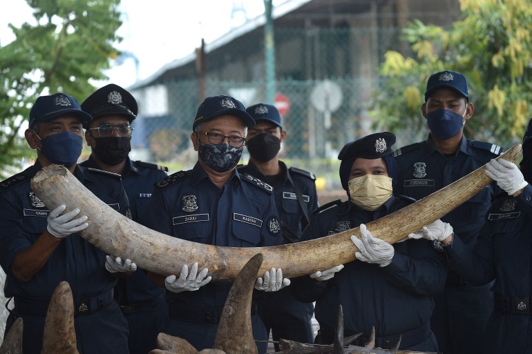 A group of Malaysian customs officials hold an elephant tusk, after seizing endangered animal parts being trafficked from Africa
