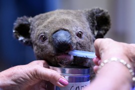 A koala is fed through a pipette after being rescued from the bushfires of 2019/.2020