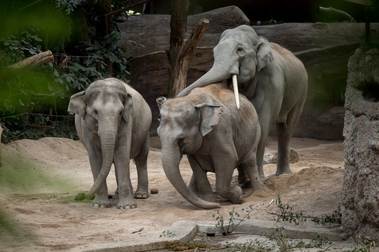 Asian elephants (Elephas maximus) are seen at Kaeng Krachan elephant park at Zurich zoo