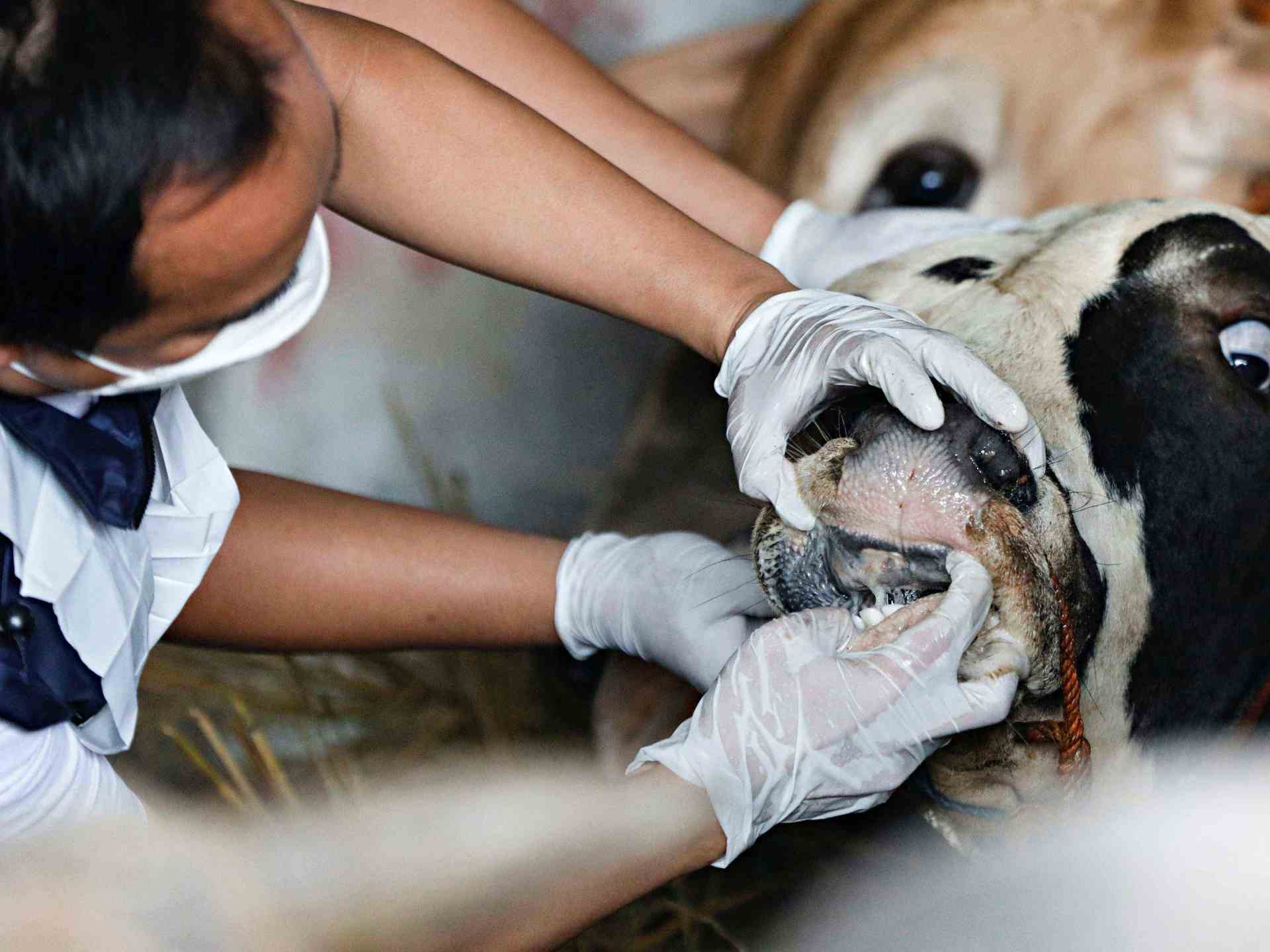 Most feared disease': Indonesian farmers' foot and mouth misery |  Agriculture | Al Jazeera