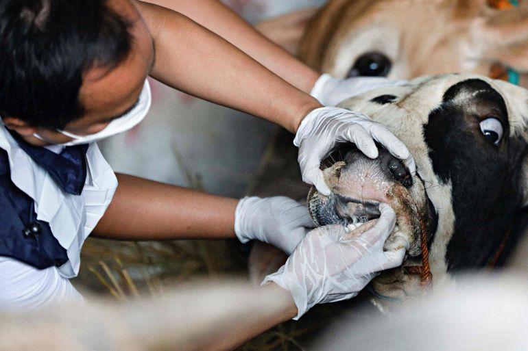 A security officer inspects a cow for foot and mouth disease.