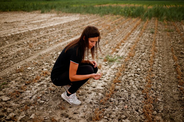 Agricultural entrepreneur Federica Vidali, 29, checks her damaged soy plant, affected by salty seawater flowing into drought-hit River Po in Porto Tolle