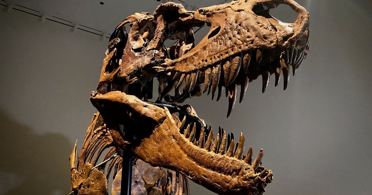 Corgosaurus: هيكل عظمي للديناصورات عمره 77 مليون عام تباع مقابل 6 ملايين دولار |  أخبار العلوم والتكنولوجيا