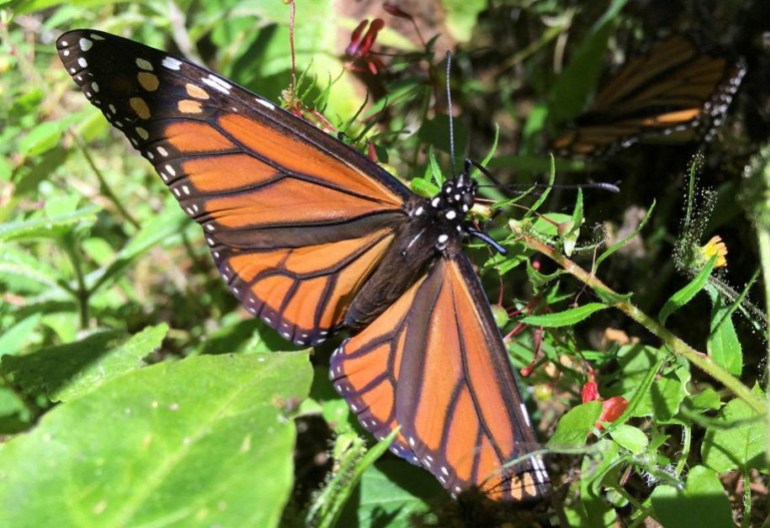 Monarch butterflies are now on endangered ‘red list’ | Wildlife News
