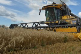 A combine harvester is seen harvesting wheat from a field in Ukraine's Kharkiv region [File photo:REUTERS/Sofiia Gatilova]