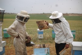 Two beekeepers inspect honeycombs