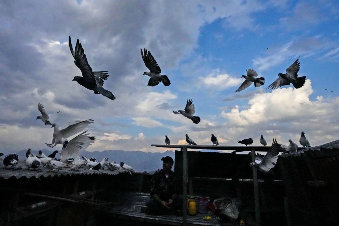 A Kashmiri pigeon handler feeds his pigeons