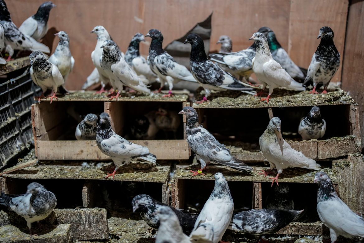 Pigeons are seen inside a residential building in Srinagar