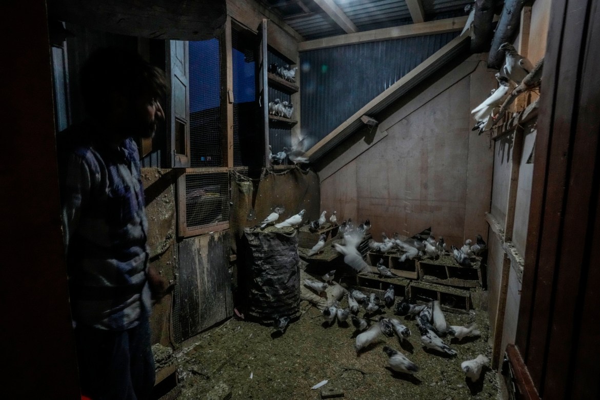 A Kashmiri pigeon handler feeds pigeons inside his house in Srinagar