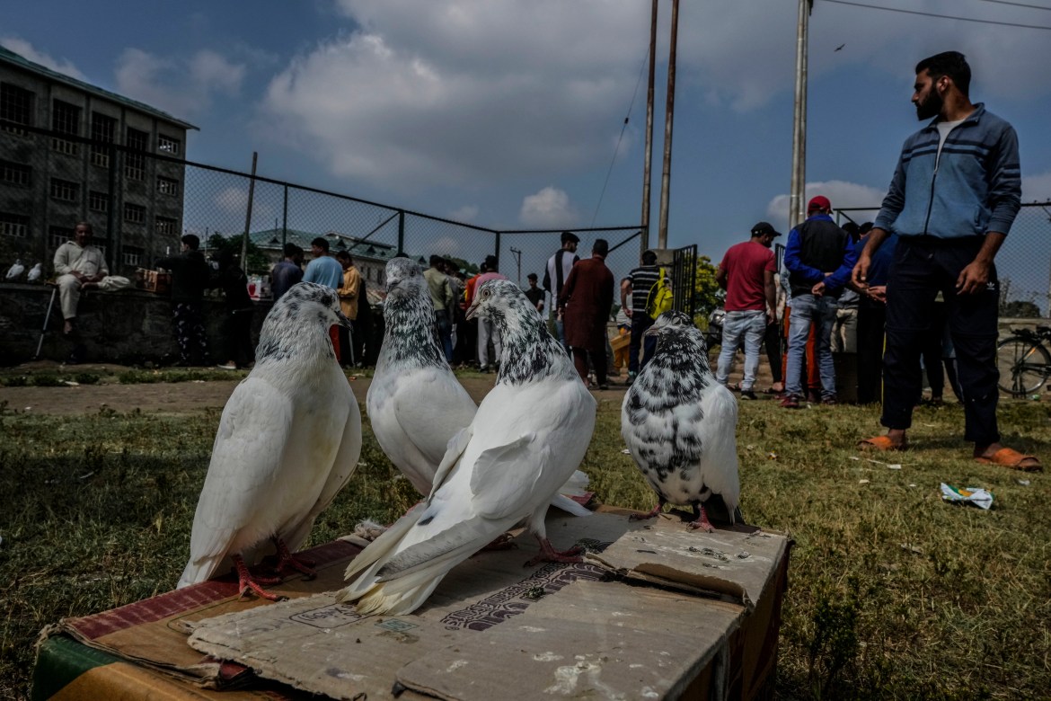 Pigeons are displayed for sale at an open pigeon market in Srinagar