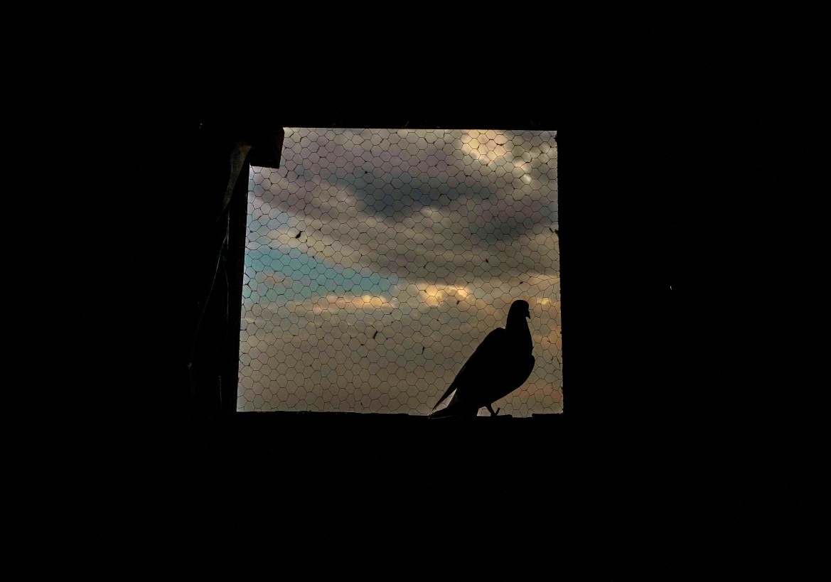 A pigeons sits by a window mesh inside the house of a Kashmiri pigeon handler