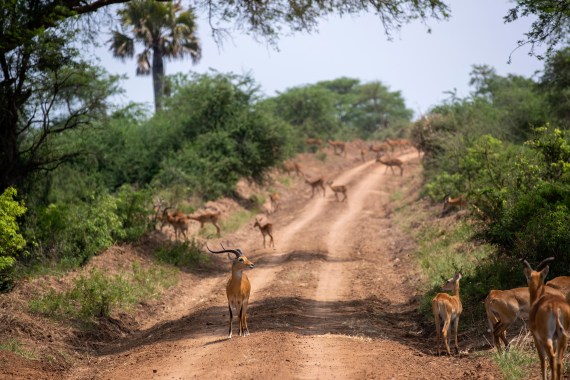 Antelopes are seen in Murchison Falls National Park, northwest Uganda
