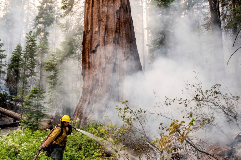 A firefighter protects a sequoia tree as the Washburn Fire burns in Mariposa Grove in Yosemite National Park