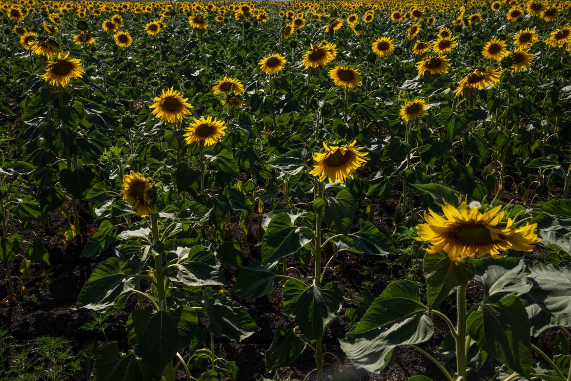 A field of sunflowers in Donbas, Donetsk oblast, eastern Ukraine