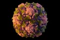 Polio virus illlustration.