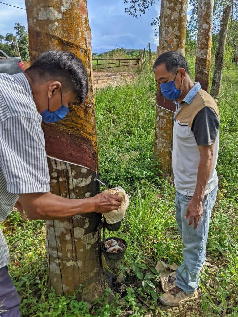 Sia Beng Hock (right) and a worker check a rubber tree for latex in their plantation in Kelantan