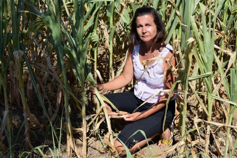 Antonella Ferri inspects corn fields parched by the sun.